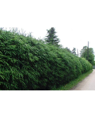 Ялина звичайна / європейська Ексцелса | Picea abies Excelsa | Ель обыкновенная / европейская Эксцелса