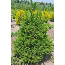 Ялина звичайна / європейська Віллс Цверг | Picea abies Will’s Zwerg | Ель обыкновенная / европейская Виллс Цверг