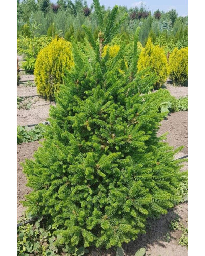 Ялина звичайна / європейська Віллс Цверг | Picea abies Will’s Zwerg | Ель обыкновенная / европейская Виллс Цверг