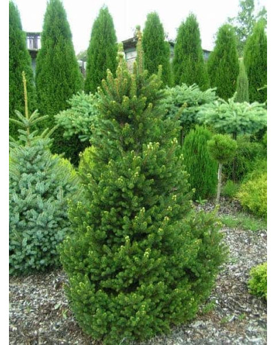 Ялина звичайна / європейська Віллс Цверг | Picea abies Will’s Zwerg | Ель обыкновенная / европейская Виллс Цверг