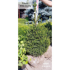 Ялина звичайна / європейська Віллс Цверг | Picea abies Will’s Zwerg | Ель обыкновенная / европейская Виллс Цверг