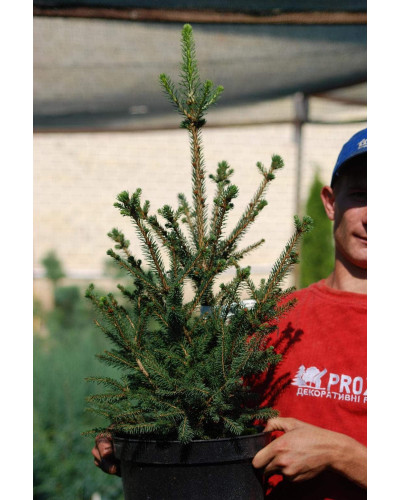Ялина звичайна / європейська Віллс Цверг | Picea abies Will’s Zwerg | Ель обыкновенная / европейская Виллс Цверг