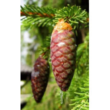Ялина звичайна / європейська Віллс Цверг | Picea abies Will’s Zwerg | Ель обыкновенная / европейская Виллс Цверг