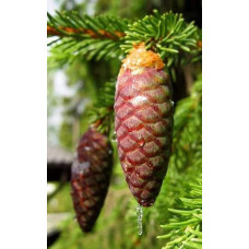 Ялина звичайна / європейська Віллс Цверг | Picea abies Will’s Zwerg | Ель обыкновенная / европейская Виллс Цверг