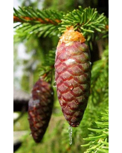 Ялина звичайна / європейська Віллс Цверг | Picea abies Will’s Zwerg | Ель обыкновенная / европейская Виллс Цверг