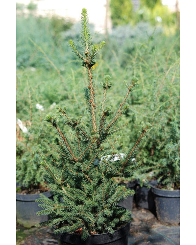 Ялина звичайна / європейська Віллс Цверг | Picea abies Will’s Zwerg | Ель обыкновенная / европейская Виллс Цверг