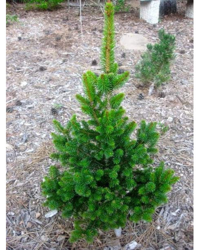 Ялина звичайна / європейська Віллс Цверг | Picea abies Will’s Zwerg | Ель обыкновенная / европейская Виллс Цверг