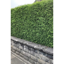 Туя складчаста Гельдерланд | Туя складчатая Гельдерланд | Thuja plicata Gelderland