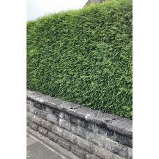 Туя складчаста Гельдерланд | Туя складчатая Гельдерланд | Thuja plicata Gelderland