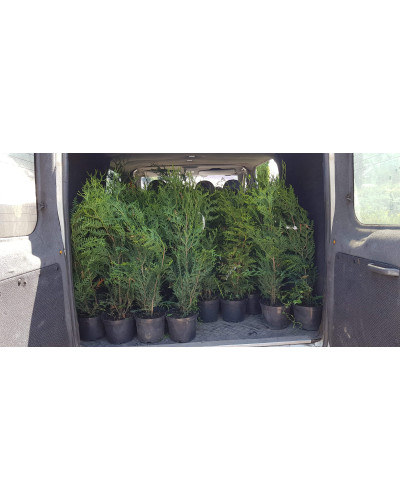 Туя складчаста Гельдерланд | Туя складчатая Гельдерланд | Thuja plicata Gelderland