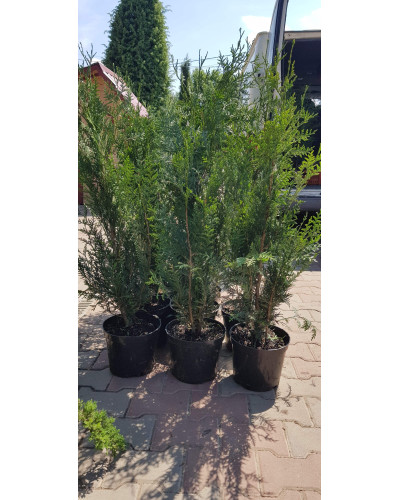Туя складчаста Гельдерланд | Туя складчатая Гельдерланд | Thuja plicata Gelderland