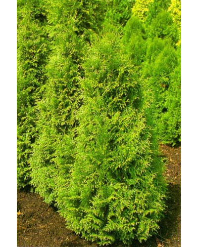 Туя складчаста Гельдерланд | Туя складчатая Гельдерланд | Thuja plicata Gelderland