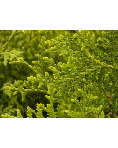 Туя складчаста Гельдерланд | Туя складчатая Гельдерланд | Thuja plicata Gelderland