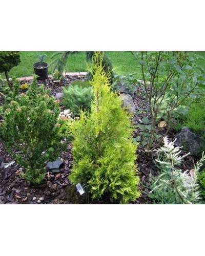 Туя складчаста Гельдерланд | Туя складчатая Гельдерланд | Thuja plicata Gelderland