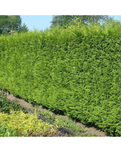 Туя складчаста Гельдерланд | Туя складчатая Гельдерланд | Thuja plicata Gelderland