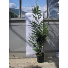Туя складчаста Гельдерланд | Туя складчатая Гельдерланд | Thuja plicata Gelderland