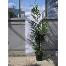 Туя складчаста Гельдерланд | Туя складчатая Гельдерланд | Thuja plicata Gelderland