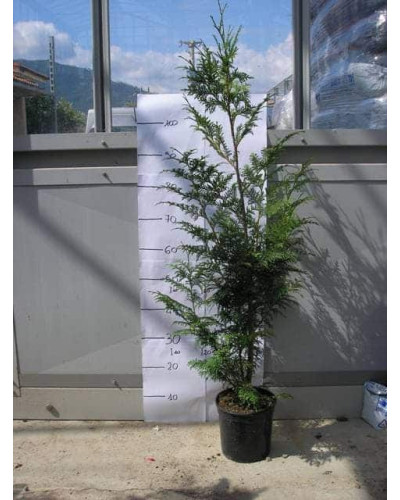 Туя складчаста Гельдерланд | Туя складчатая Гельдерланд | Thuja plicata Gelderland