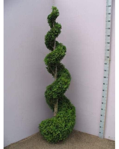 Туя складчаста Гельдерланд | Туя складчатая Гельдерланд | Thuja plicata Gelderland