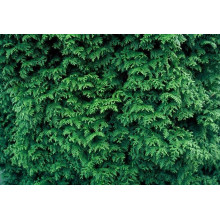 Туя складчаста Гельдерланд | Туя складчатая Гельдерланд | Thuja plicata Gelderland