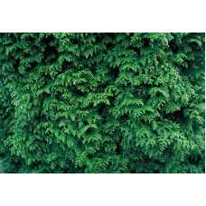 Туя складчаста Гельдерланд | Туя складчатая Гельдерланд | Thuja plicata Gelderland