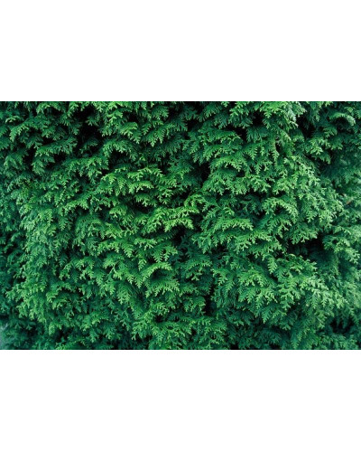 Туя складчаста Гельдерланд | Туя складчатая Гельдерланд | Thuja plicata Gelderland