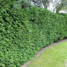 Туя складчаста Гельдерланд | Туя складчатая Гельдерланд | Thuja plicata Gelderland