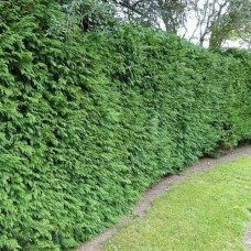 Туя складчаста Гельдерланд | Туя складчатая Гельдерланд | Thuja plicata Gelderland