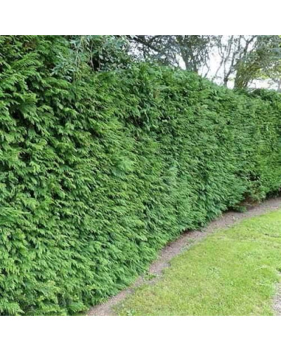Туя складчаста Гельдерланд | Туя складчатая Гельдерланд | Thuja plicata Gelderland
