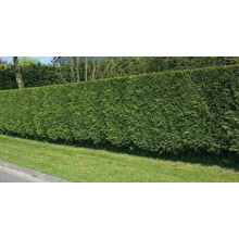 Туя складчаста Гельдерланд | Туя складчатая Гельдерланд | Thuja plicata Gelderland