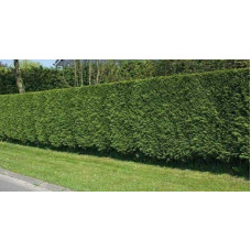 Туя складчаста Гельдерланд | Туя складчатая Гельдерланд | Thuja plicata Gelderland
