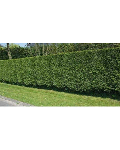 Туя складчаста Гельдерланд | Туя складчатая Гельдерланд | Thuja plicata Gelderland