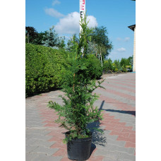 Туя складчаста Гельдерланд | Туя складчатая Гельдерланд | Thuja plicata Gelderland