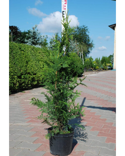 Туя складчаста Гельдерланд | Туя складчатая Гельдерланд | Thuja plicata Gelderland