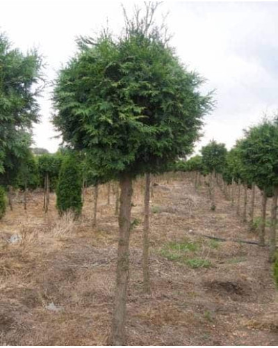 Туя складчаста Гельдерланд | Туя складчатая Гельдерланд | Thuja plicata Gelderland