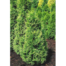 Туя складчаста Гельдерланд | Туя складчатая Гельдерланд | Thuja plicata Gelderland