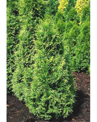 Туя складчаста Гельдерланд | Туя складчатая Гельдерланд | Thuja plicata Gelderland