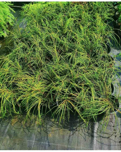 Туя складчаста Віпкорд | Туя складчатая Випкорд | Thuja plicata Whipcord