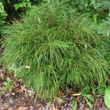 Туя складчаста Віпкорд | Туя складчатая Випкорд | Thuja plicata Whipcord
