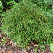 Туя складчаста Віпкорд | Туя складчатая Випкорд | Thuja plicata Whipcord