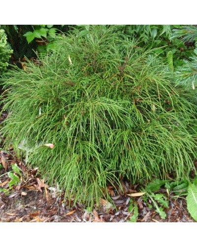 Туя складчаста Віпкорд | Туя складчатая Випкорд | Thuja plicata Whipcord