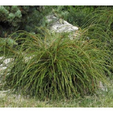 Туя складчаста Віпкорд | Туя складчатая Випкорд | Thuja plicata Whipcord