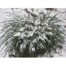 Туя складчаста Віпкорд | Туя складчатая Випкорд | Thuja plicata Whipcord