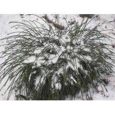 Туя складчаста Віпкорд | Туя складчатая Випкорд | Thuja plicata Whipcord