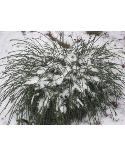 Туя складчаста Віпкорд | Туя складчатая Випкорд | Thuja plicata Whipcord