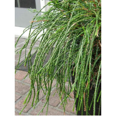 Туя складчаста Віпкорд | Туя складчатая Випкорд | Thuja plicata Whipcord