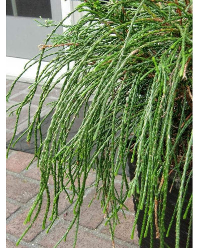 Туя складчаста Віпкорд | Туя складчатая Випкорд | Thuja plicata Whipcord