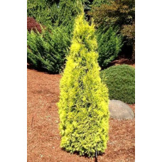 Туя західна Янтар ® | Туя западная Янтарь ® | Thuja occidentalis Jantar ®