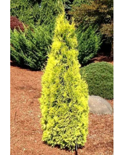 Туя західна Янтар ® | Туя западная Янтарь ® | Thuja occidentalis Jantar ®