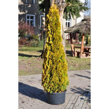 Туя західна Янтар ® | Туя западная Янтарь ® | Thuja occidentalis Jantar ®